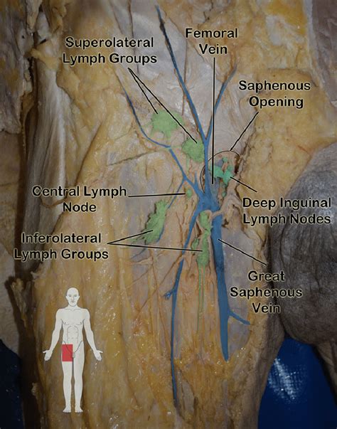 inguinal lymph nodes anatomy